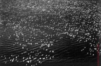 Two Bourke-White photographs sell from the Polaroid Collection