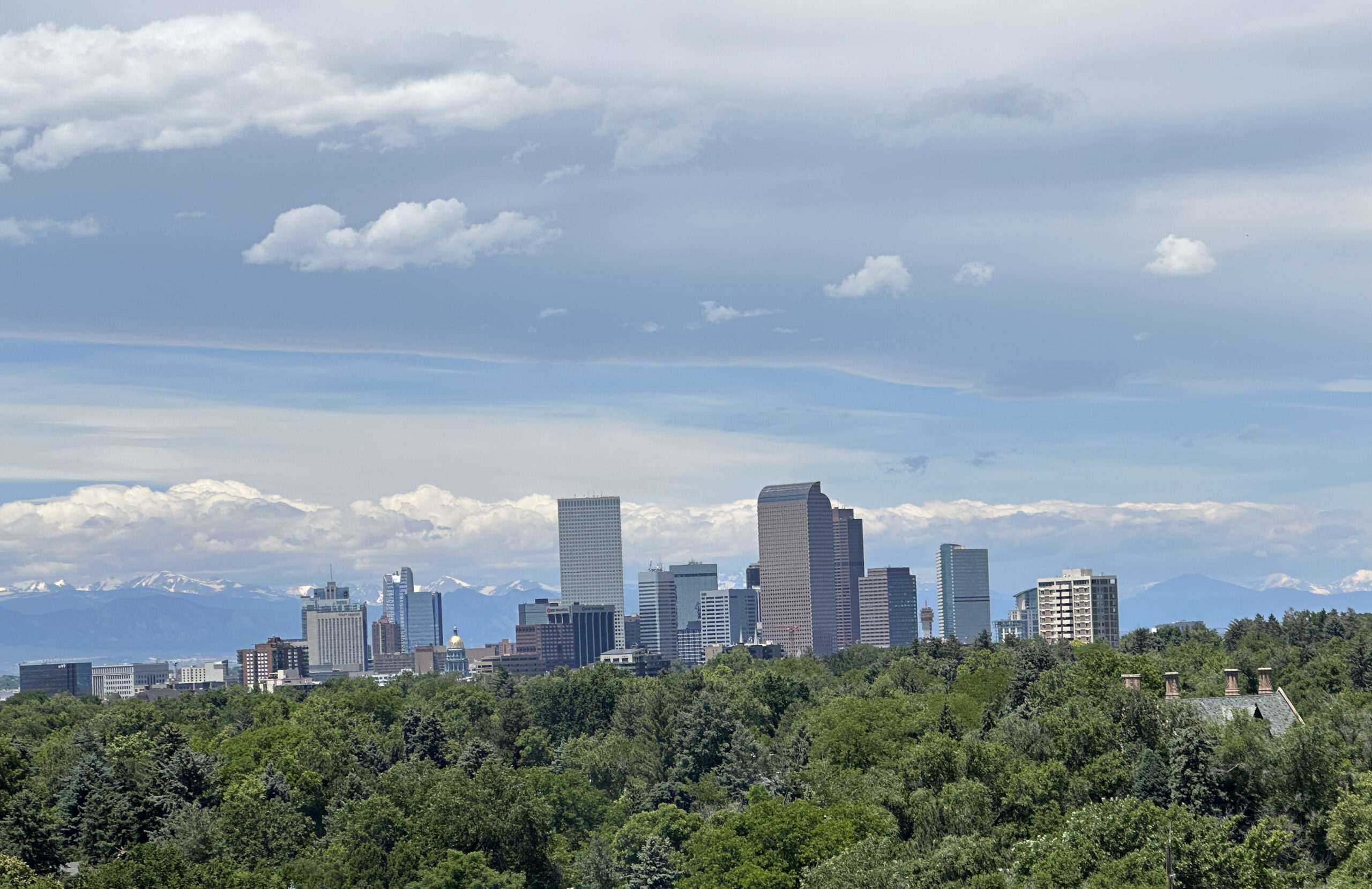 Denver's skyline as seen from the treetops of 80206 looking west.